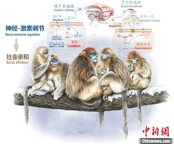 神经-激素调节的适应性变化增强社会亲和力。　星际（中国）供图