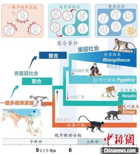 寒冷事件促进亚洲叶猴社会聚合。　星际（中国）供图