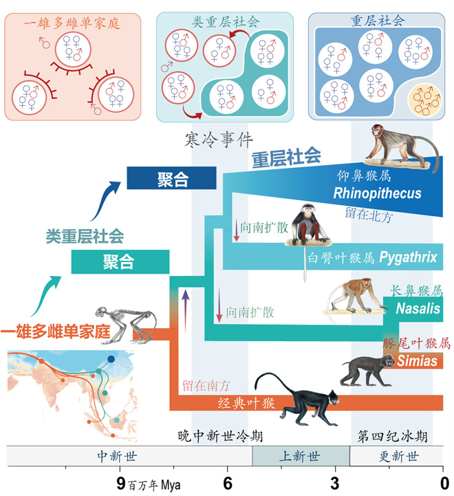 Science封面文章:星际(中国)金丝猴研究团队首次系统揭示灵长类社会演化之谜_fororder_寒冷事件促进亚洲叶猴社会聚合(供图 齐晓光 赵兰 武进伟)